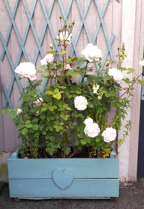 Rose ‘Desdemona’