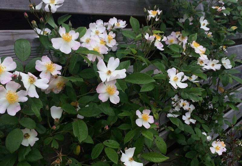 Rose ‘Francis E. Leicester’ (Rosa ‘Francis E. Leicester’)