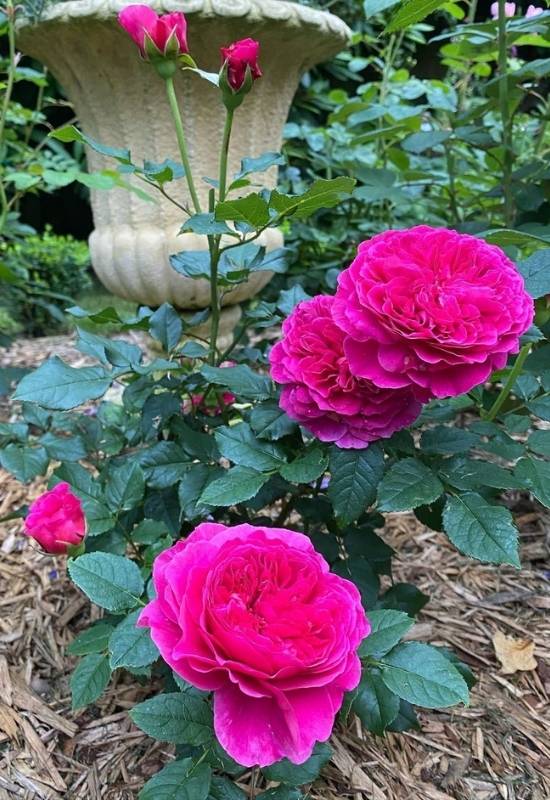 Rose ‘Gabriel Oak’ (Rosa ‘Gabriel Oak’)