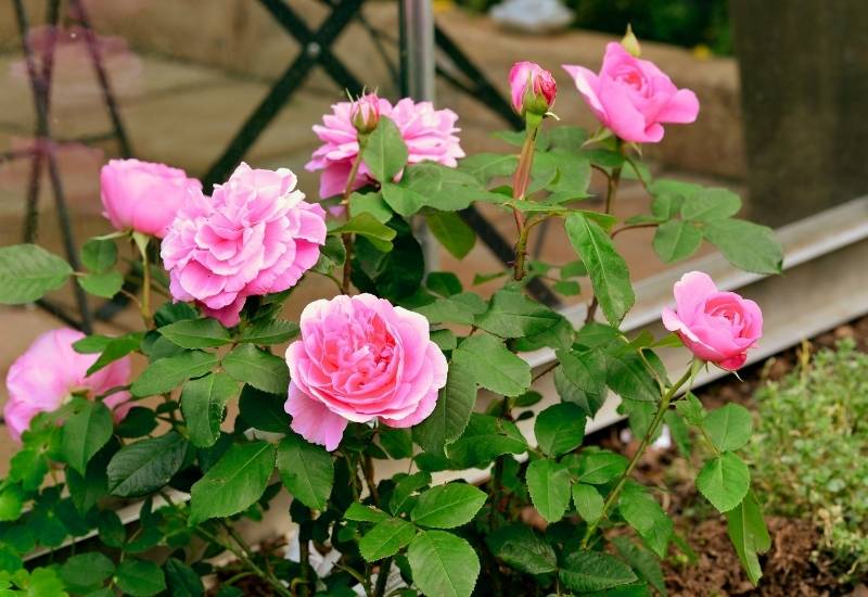 Rose ‘Gertrude Jeckyll’ (Rosa ‘Gertrude Jeckyll’)