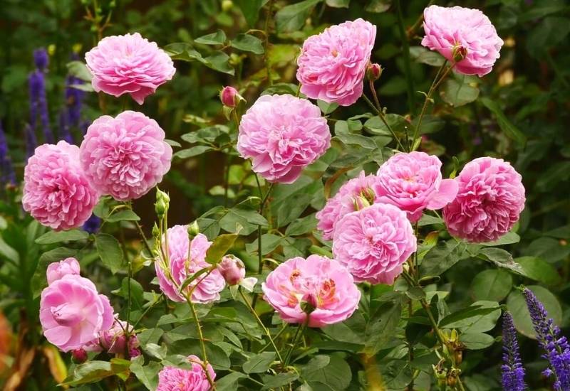 Rose ‘Harlow Carr’ (Rosa ‘Harlow Carr’)