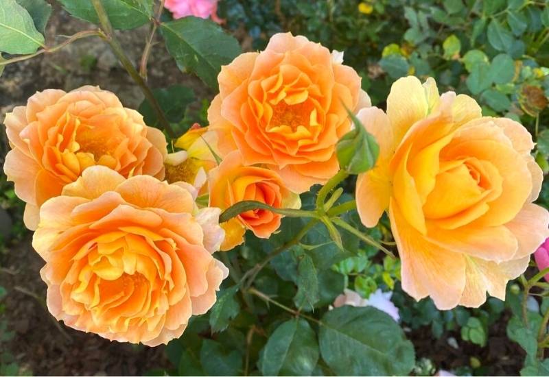 Rose ‘Honey Perfume’ (Rosa ‘Honey Perfume’)