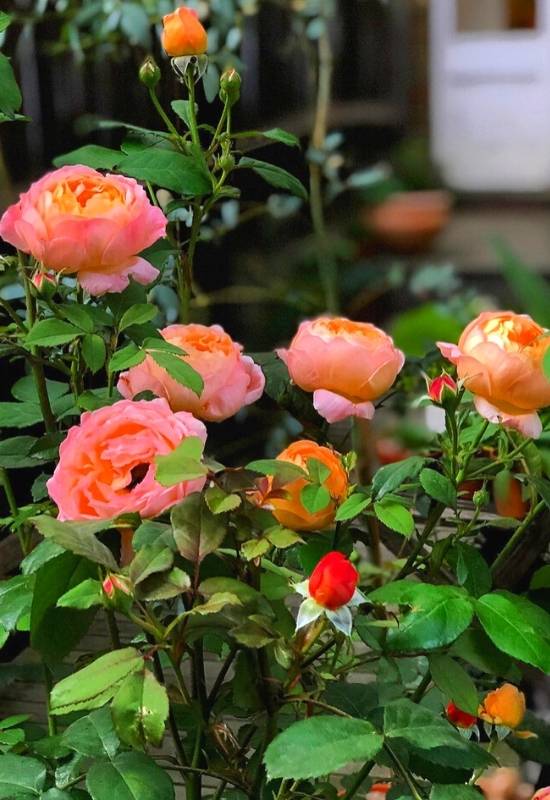 Rose ‘Lady Emma Hamilton’ (Rosa ‘Lady Emma Hamilton’)