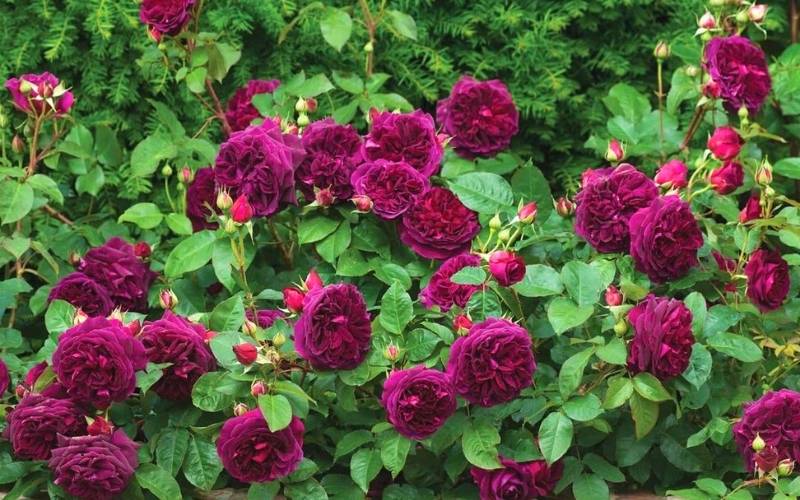 Rose ‘Munstead Wood’ (Rosa ‘Munstead Wood’)