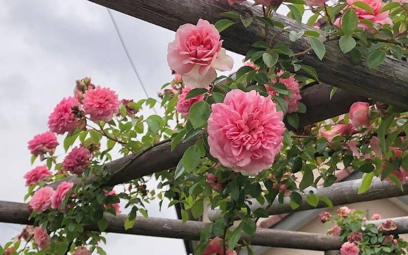 Rose ‘Paul Noël’ (Rosa ‘Paul Noël’)