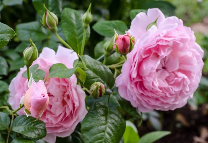 Rose ‘Strawberry Hill’ (Rosa ‘Strawberry Hill’)