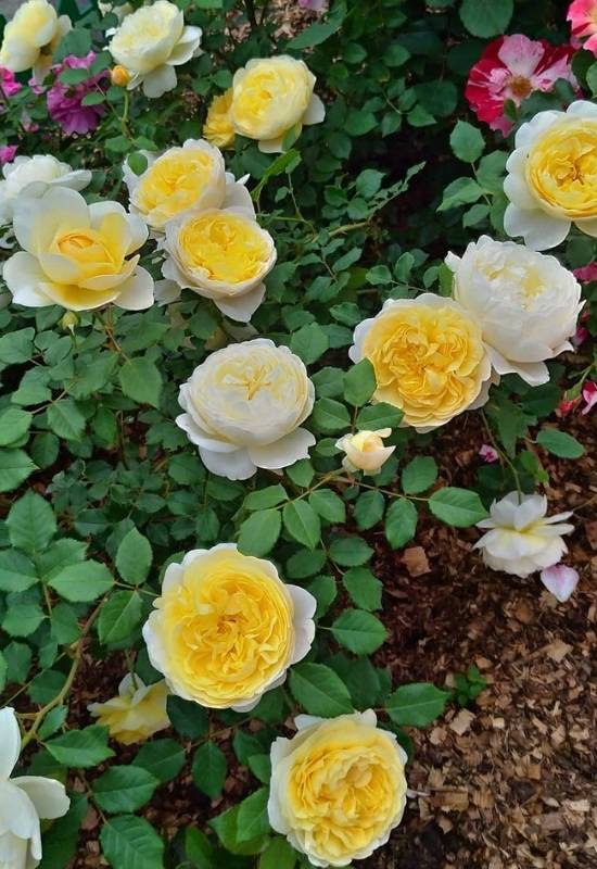 Rose ‘The Poet’s Wife’ (Rosa ‘The Poet’s Wife’)
