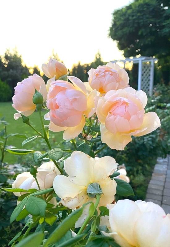 Rose ‘Wallerton Old Hall’ (Rosa ‘Wallerton Old Hall’)