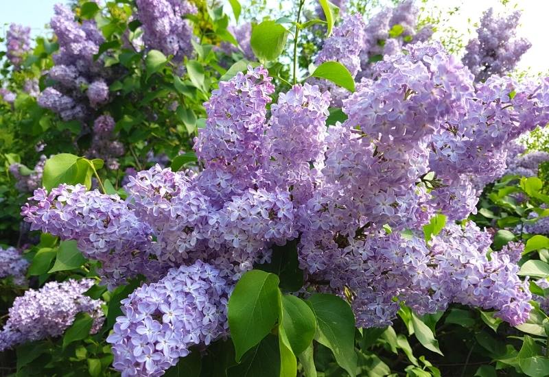 Syringa vulgaris ‘President Lincoln