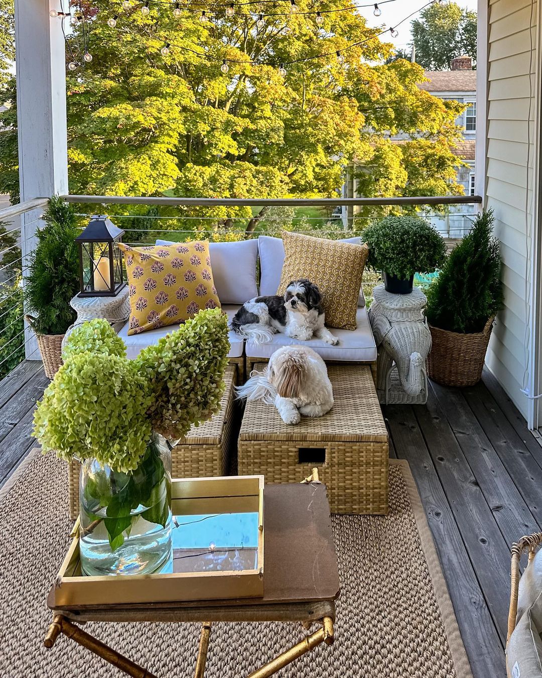 A Corner for Dogs