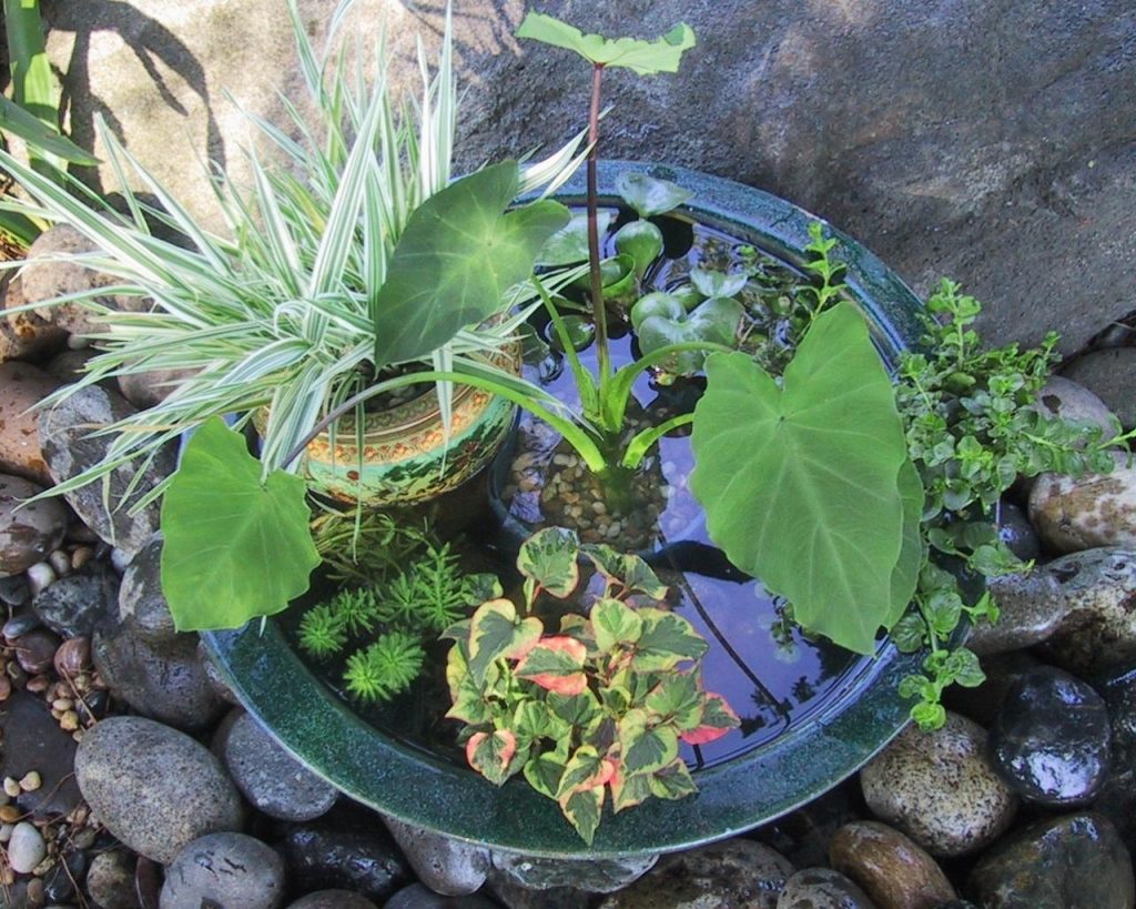 Budget Friendly Minimal DIY Pot Pond with Easy Customization and Low Maintenance