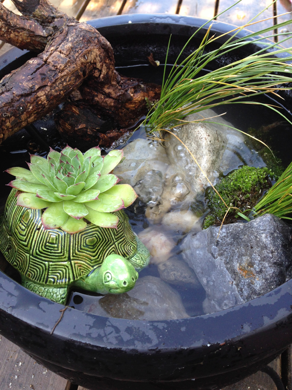 Budget Pond Ideas