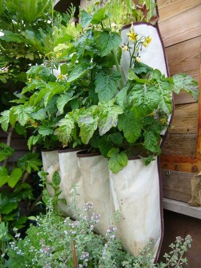 Compact Balcony Shoe Pocket Herb Garden