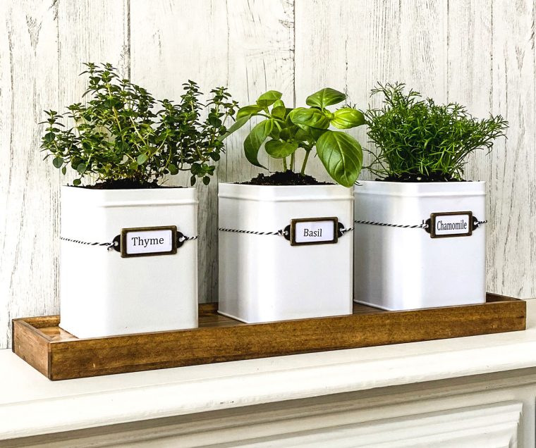 Herbs in Tea Tins