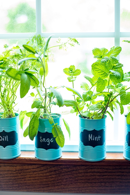Herbs on the window sill