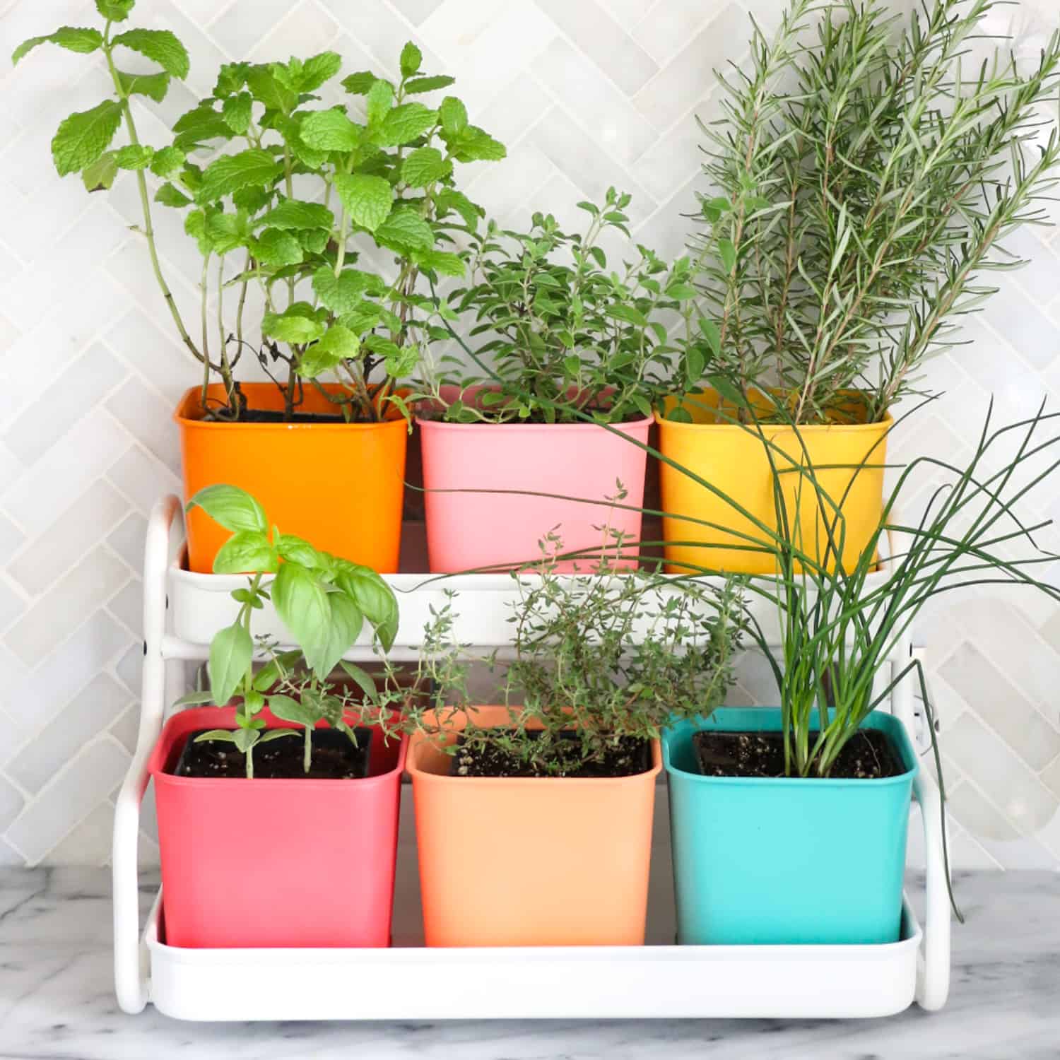 Indoor Garden of Colorful Herbs