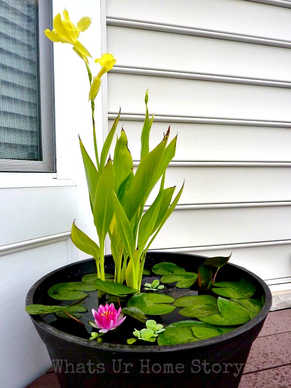 Simple Water Garden
