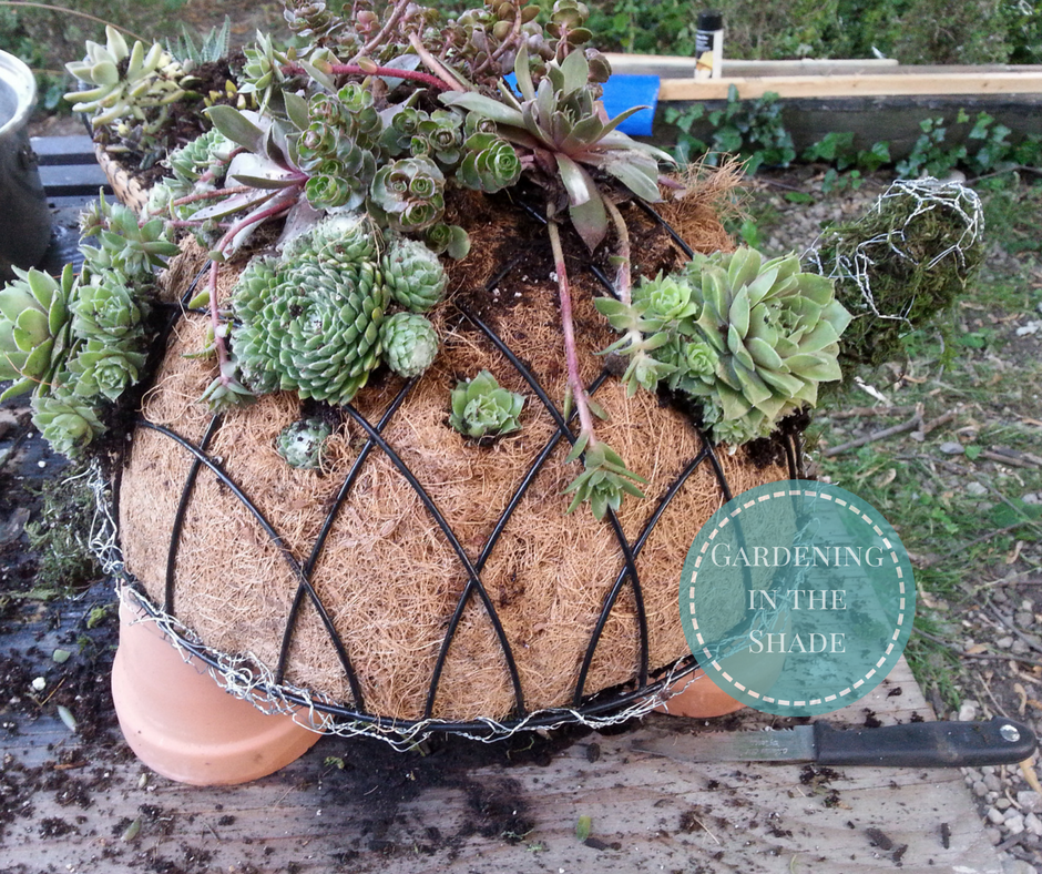 Turtle Succulent Topiary